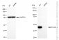 KD-Validated Anti-Flotillin 1 Rabbit Monoclonal Antibody